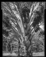 Date palm, Indio or Springs, 1931-1948