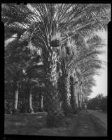 Date palm orchard, Indio or Palm Springs, 1931-1948