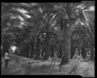 Date palm orchard during harvest, Indio or Palm Springs, 1931-1948