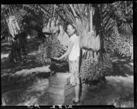 Mrs. Jack Pfister in date palm orchard, Indio, 1931-1948