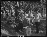 Mrs. Jack Pfister and A. Boyd Mewborn in date palm orchard, Indio, 1931-1948