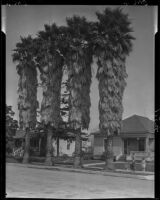 Clapboard houses and palm trees, Santa Monica, 1928