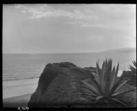 Century plant, cliffs, and ocean, Santa Monica, 1928
