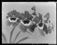 Orchids, Los Angeles, [1931?]