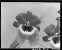 Orchid, Los Angeles, 1931