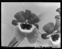 Orchid, Los Angeles, 1931