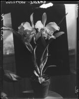 Orchids, Los Angeles, [1931?]