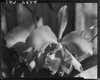 Orchid, Los Angeles, [1931?]