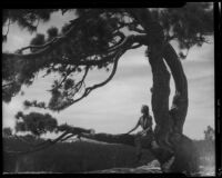 Carolyn Bartlett seated on tree branch, Yosemite National Park, 1941