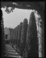 Walkway edged with tall cone-shaped shrubs, Harry Motson Gorham residence, Santa Monica, 1928