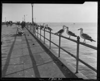 Seagulls, Santa Monica Pier, Santa Monica, [1920s?]