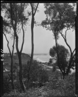 Eucalyptus trees, cliff, and ocean, Pacific Palisades or Santa Monica, 1924