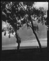 Eucalyptus trees and ocean, Pacific Palisades or Santa Monica, 1924