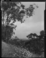 Eucalyptus trees and daisies, Pacific Palisades or Santa Monica, 1924