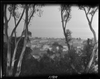 Eucalyptus trees on hillside, Pacific Palisades or Santa Monica, 1924