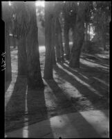Eucalyptus trees, Laguna Beach, 1925