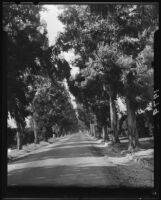 Foothill Boulevard lined with eucalyptus trees, Pomona, 1929