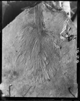 Fossil imprint of plant, Palos Verdes Estates, 1930 or 1931