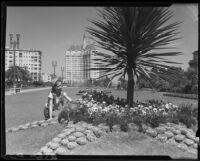 Carolyn Bartlett kneeling near geometric flower bed in the garden of the Municipal Auditorium, Long Beach, [1932]
