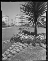 Geometric flower bed in the garden of the Municipal Auditorium, Long Beach, [1932]