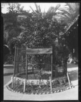 Riverside Washington Navel Parent Orange Tree, Riverside, 1932