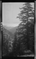 View towards slopes on Cucamonga Peak, Cucamonga Wilderness, 1924