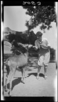 Clara Bartlett feeding a deer, Yosemite National Park, 1924