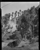 Palisades Park cliffs with palm trees, Santa Monica, 1931, 1937, or 1939