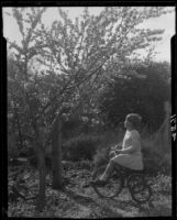 Adelaide Rearden posing on a tricycle next to a blossoming tree, Santa Monica, circa 1928
