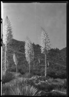 Agaves in bloom, [1920-1940?]