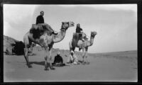 Filmmaker Paul Rotha and Margaret Rotha on camels, Aswān, Egypt, 1933