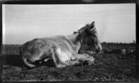 Donkey seen by filmmaker Paul Rotha on route from Bagdad to Babylon, 1932