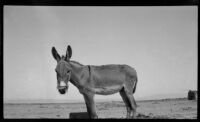 Donkey seen by filmmaker Paul Rotha on route from Bagdad to Babylon, 1932