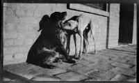 Two dogs on a veranda with stone pavement, Baghdad, 1932