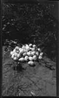 Spotted eggs found on the ground during an excursion to Murchison Falls, Uganda, 1933