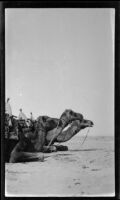Camels resting, Karachi or Gwadar, 1932