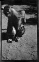 Monkey seated on the ground, Aswān or Cairo, Egypt, 1933