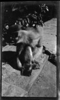 Monkey seated on low wall, Aswān or Cairo, Egypt, 1933