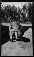 Monkey crouched with head bent low, Kigwe, Tanzania, 1932