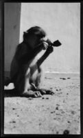 Monkey seated on the ground, Kigwe, Tanzania, 1932