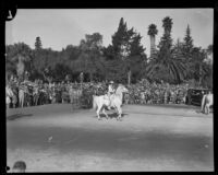 White horse and rider at the Tournament of Roses Parade, Pasadena, 1929