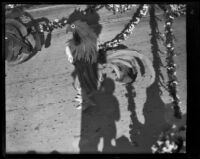 Garland attached to a rooster at a Rose Parade procession, Pasadena, 1910-1920