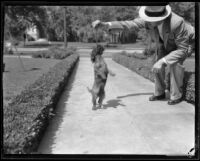 Man plays with the Gettle family's dog, Rags, in front of the Gettle residence, Beverly Hills, 1934