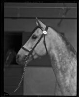 Portrait of an Arabian horse owned by W. K. Kellogg, Pomona, 1932