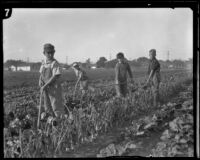 Boys at work in the vegetable garden at the Lark Ellen Home for Boys, Sawtelle (Los Angeles), 1924