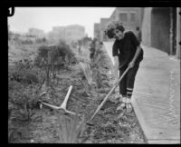 Muriel MacCormac gardening, Los Angeles, 1926