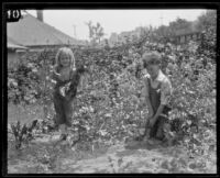 Gilbert and Jeane De Bard garden beets, Los Angeles, 1926