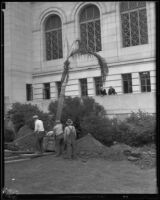 Workers planting palm trees in front of city hall, Los Angeles, 1928-1939