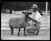 L. H. Bixby with one of his Hampshire ewes, Pomona, 1929