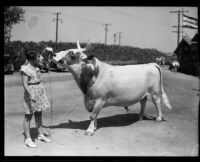 Milk Maid's Star, a grand champion bull, and a girl at the Los Angeles County Fair, Pomona, 1932